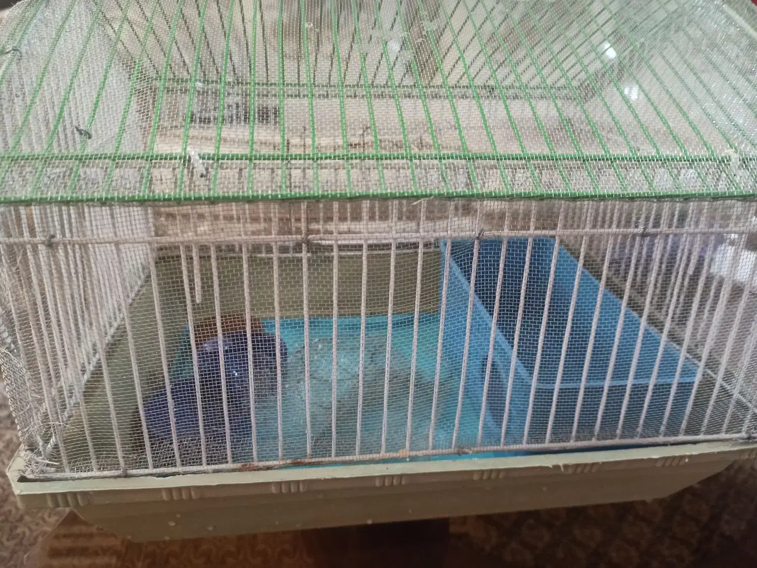 قفس تمیز پرنده و همستر|لوازم جانبی حیوانات|شیراز, قلعه نو|دیوار