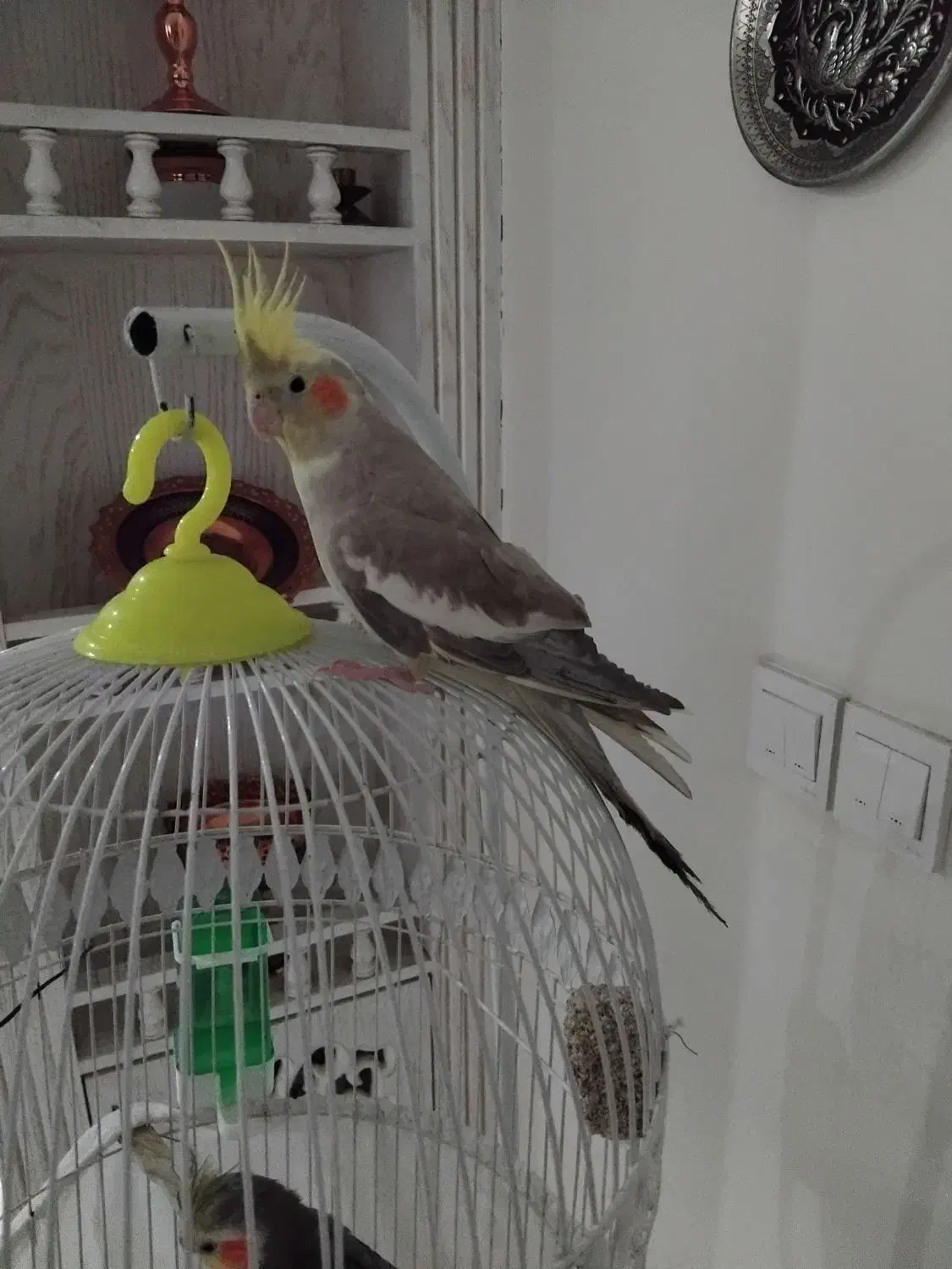 عروسی هلندی نر و ماده بهمراه 3 تا جوجه|پرنده|مشهد, کارمندان دوم|دیوار