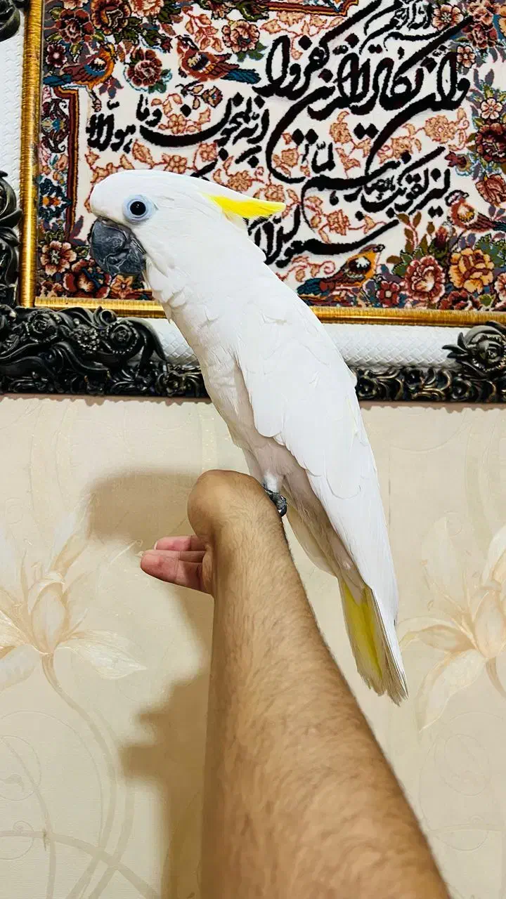 کاسکو راهب گرینچک شاه طوطی ملنگو خرید وفروش|پرنده|قم, آزادگان|دیوار