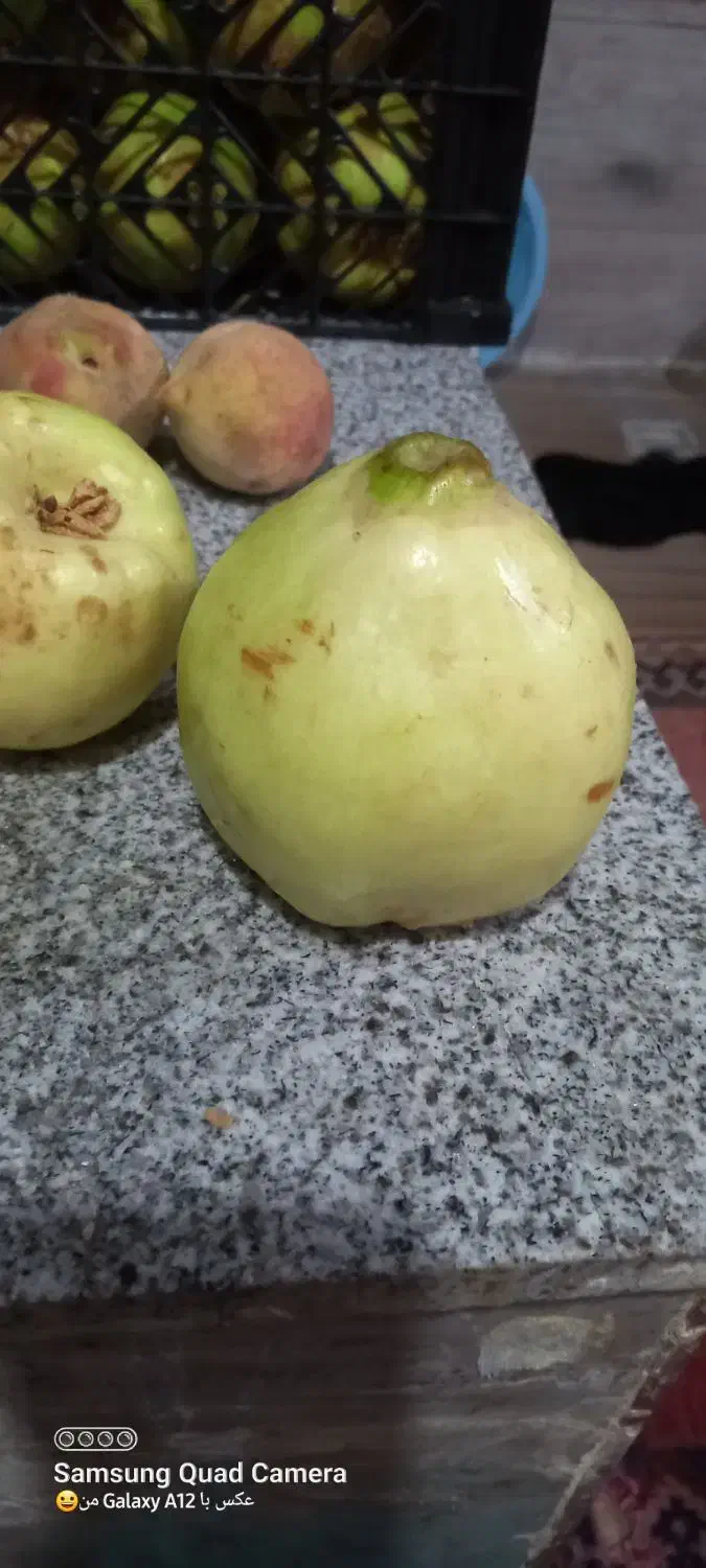 به درجه یک کیلو۵۰|خوردنی و آشامیدنی|شیراز, شهرک سعدی|دیوار