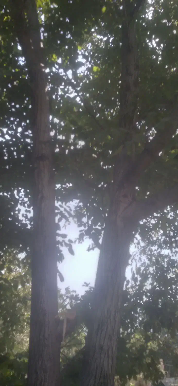 خریدار چوب باغی|خدمات باغبانی و درختکاری|گرگان, |دیوار