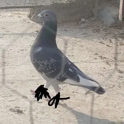 گمشده|حیوانات|زابل, |دیوار