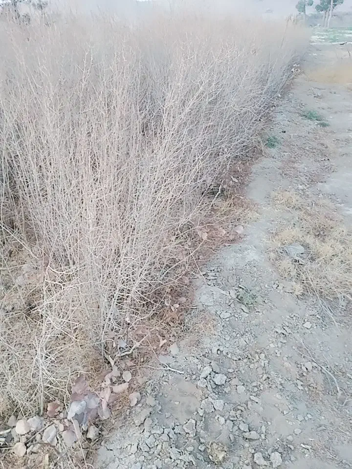 نهال انار قرمز ،پوست نازک|خدمات باغبانی و درختکاری|خواف, |دیوار