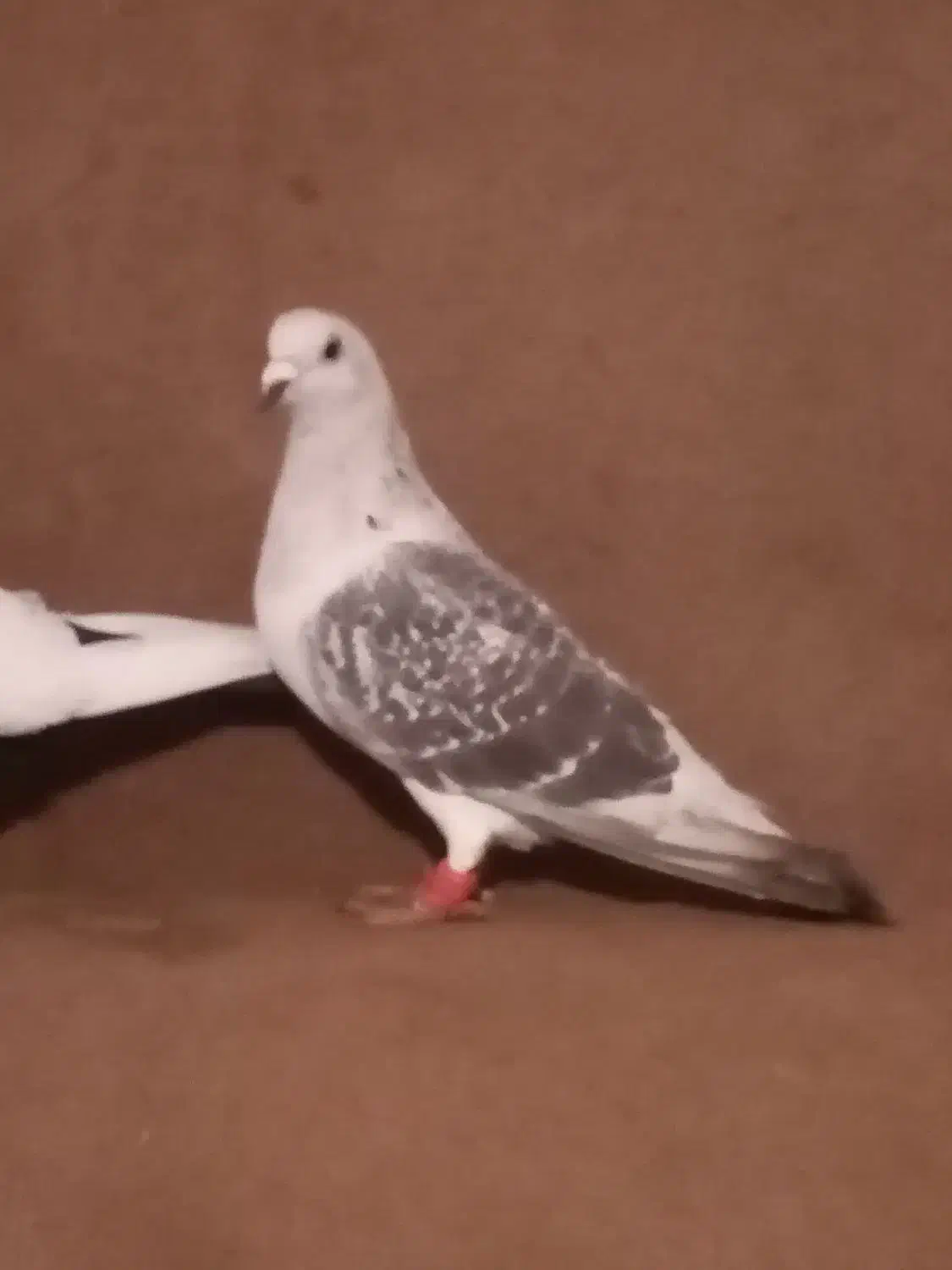 جفتگاه|پرنده|فریمان, |دیوار