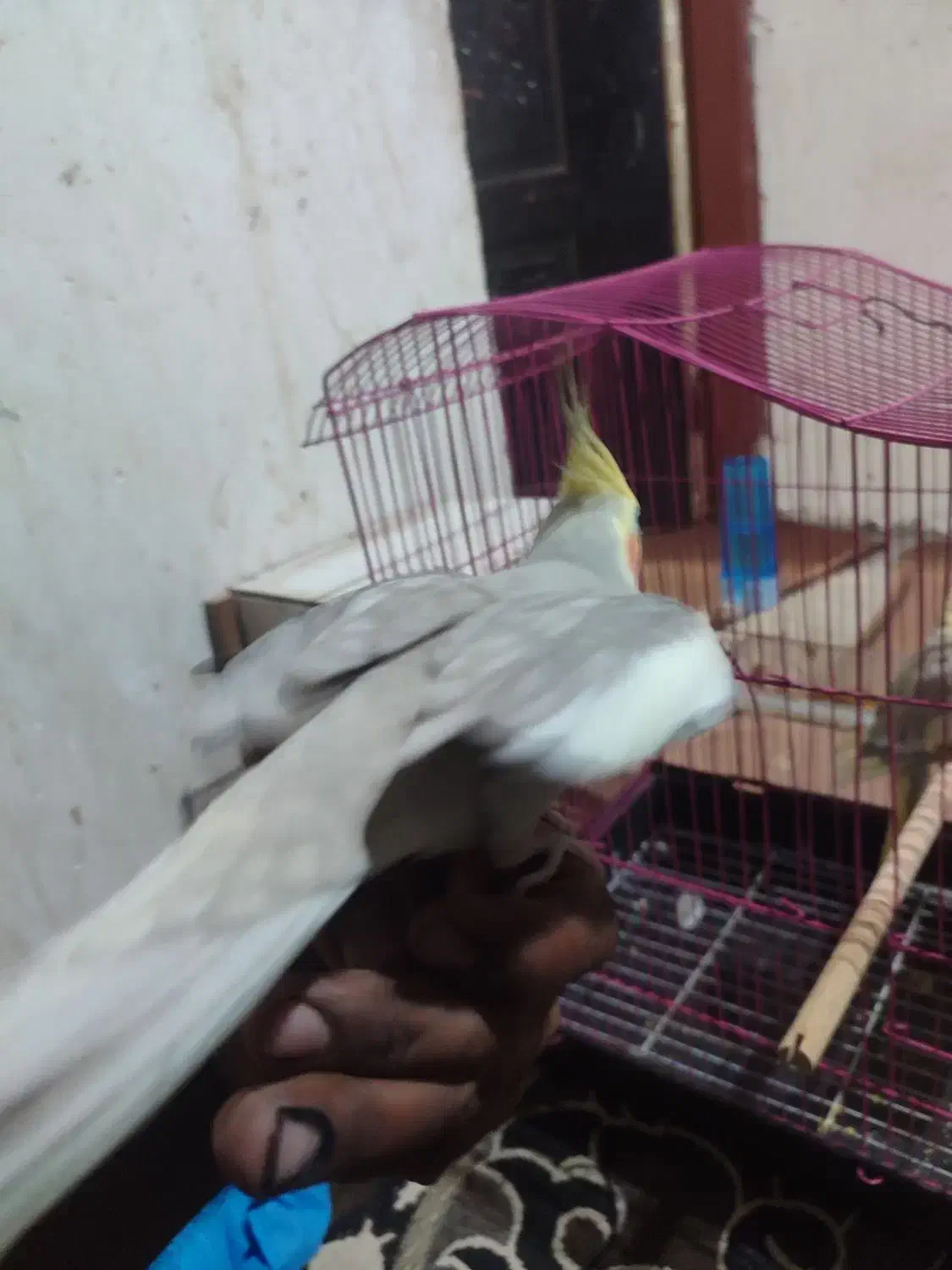 فروش هلندی|پرنده|میناب, |دیوار