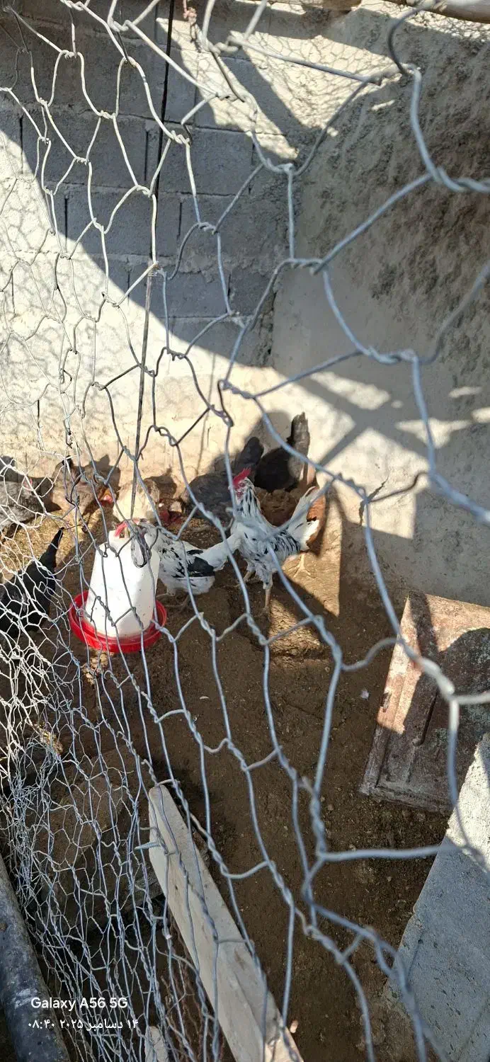 مرغ و خلنگ گلین|حیوانات مزرعه|فسارود, |دیوار