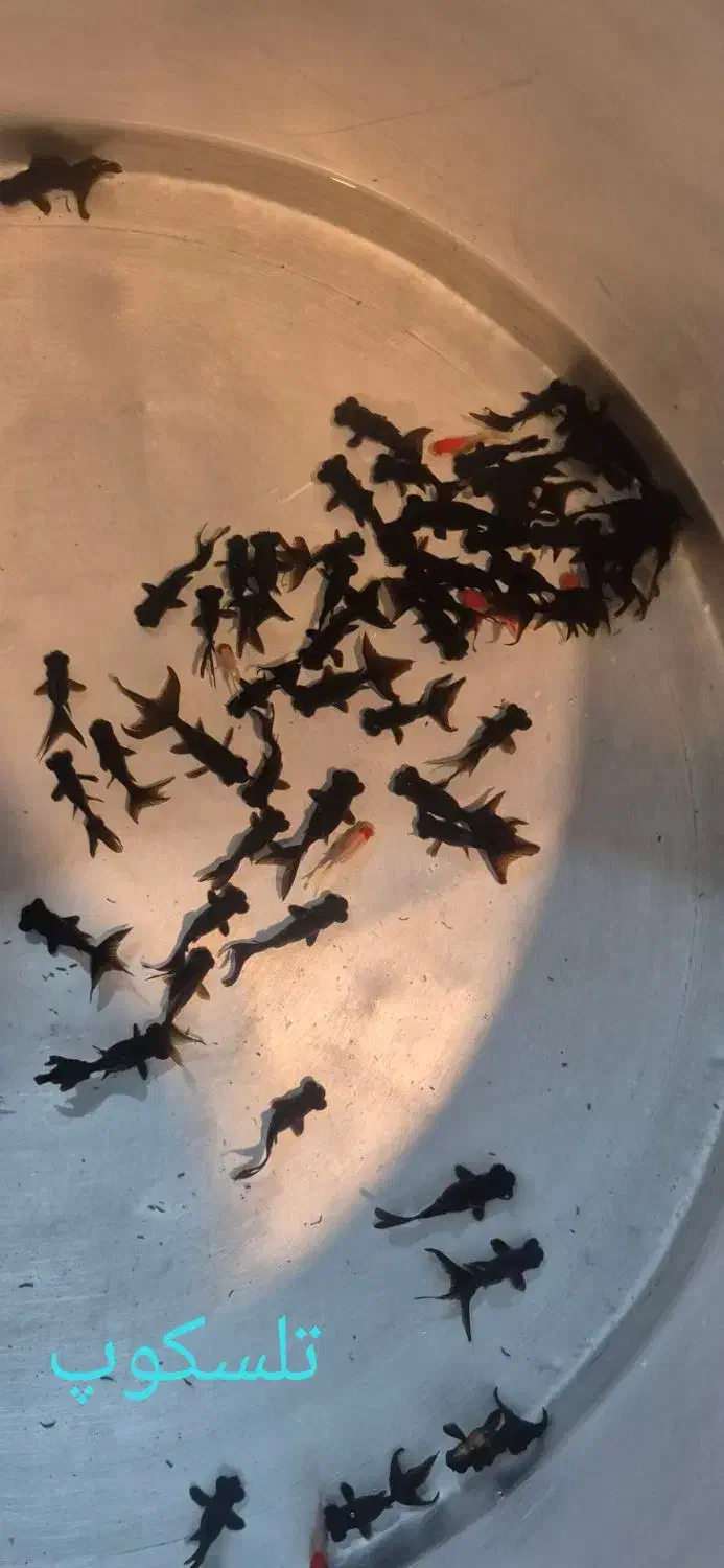 ماهی قرمز|ماهی|سنندج, |دیوار