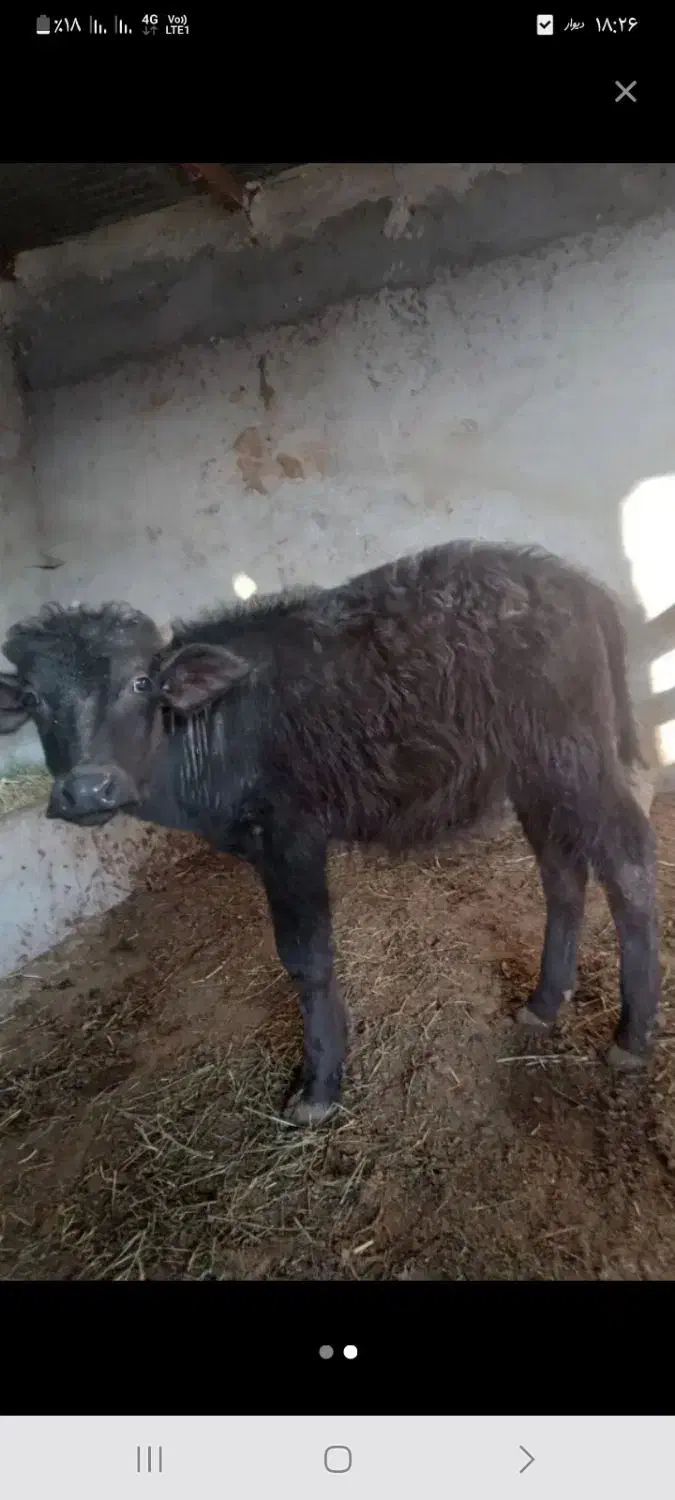 گوساله نر گاو میش|حیوانات مزرعه|اسکو, |دیوار