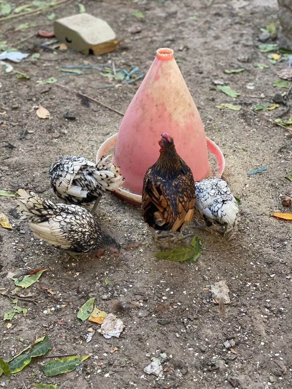 مرغ و خروس سیبرایت|حیوانات مزرعه|اردبیل, |دیوار