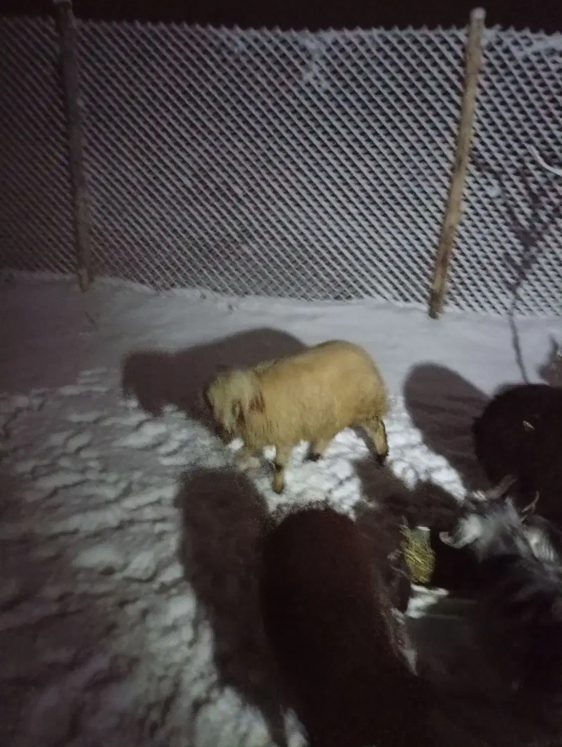 بره داشتی|حیوانات مزرعه|انزل, |دیوار