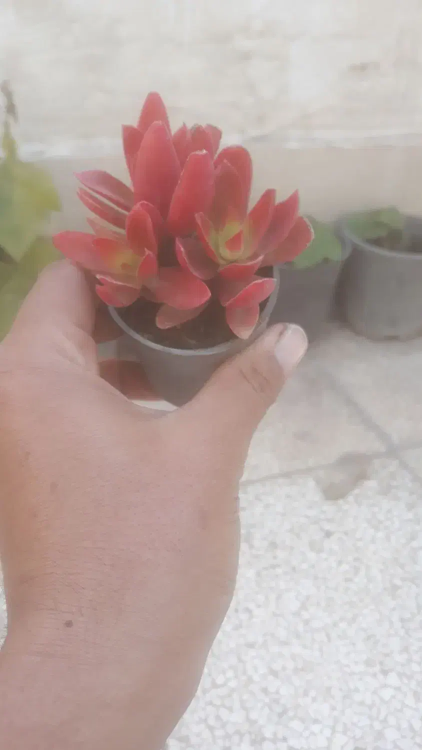 ساکولنت کلی جزئی|گل و گیاه طبیعی|گنبد کاووس, |دیوار