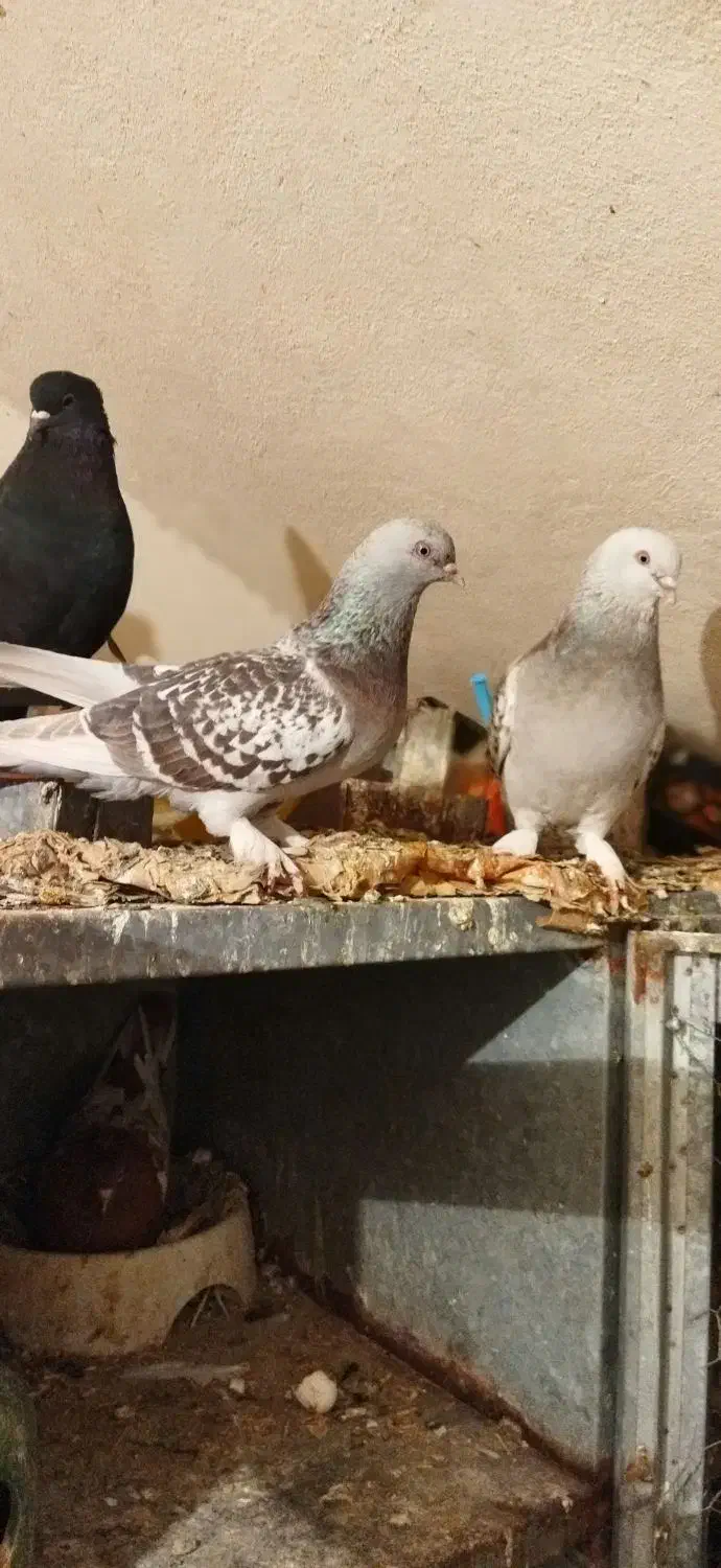 سوسنی ترک. نورآباد ممسنی|پرنده|نورآباد ممسنی, |دیوار