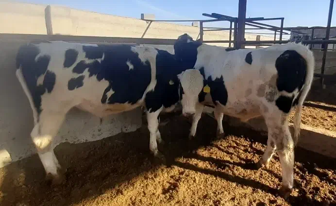 گوساله نر ۴۰۰ کیلویی|حیوانات مزرعه|مهریز, |دیوار