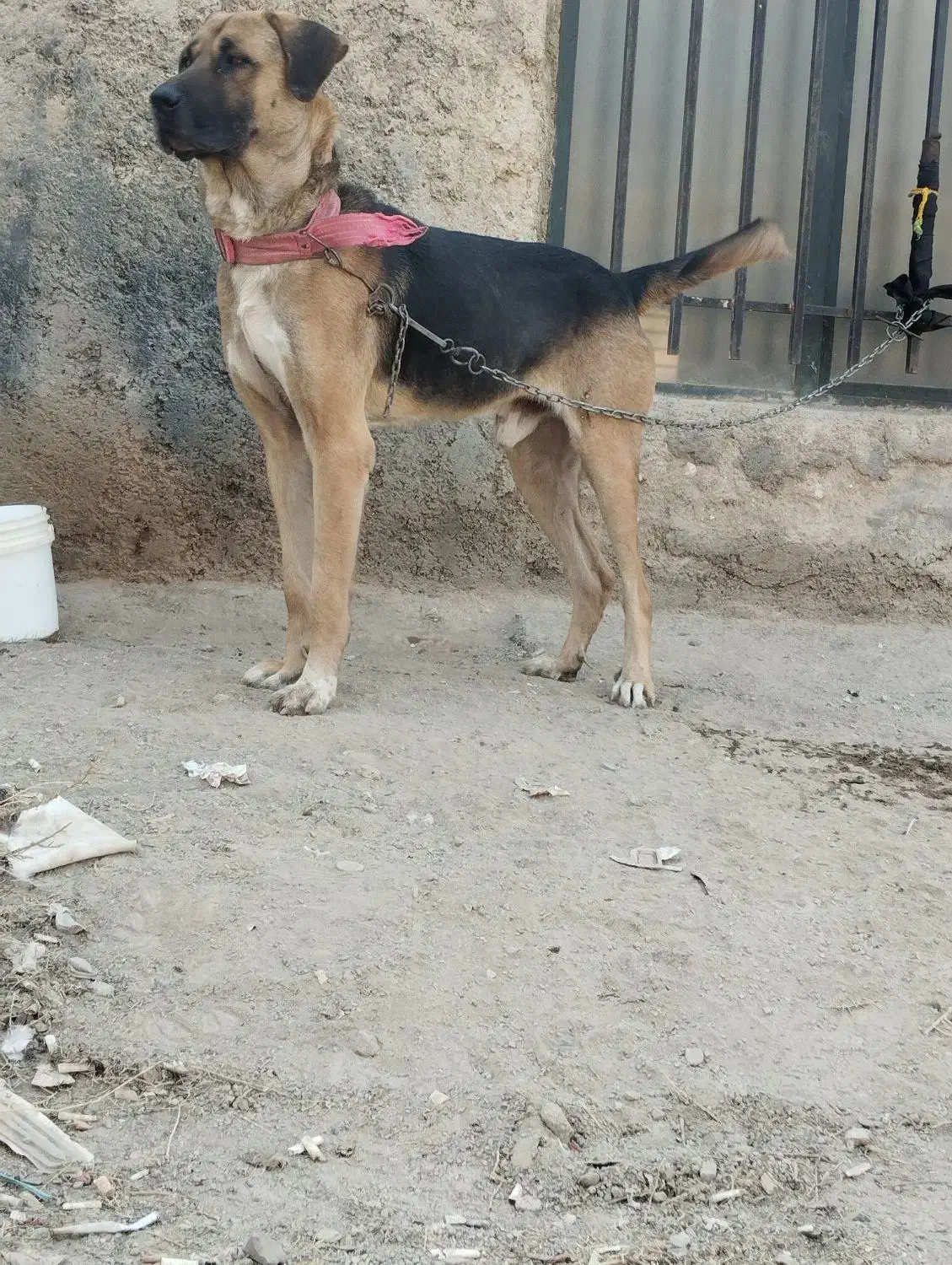 سگ سرابی عراقی پژدر|سگ|رباط‌کریم, رباط‌کریم|دیوار