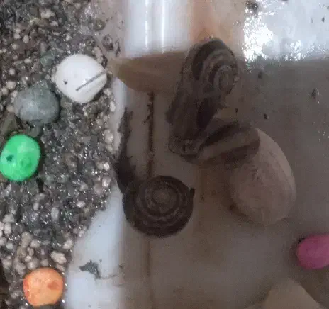 حلزون اچاتینا البینو تخم گذار کلاژن درمانی|خزنده|گلستان (تهران), |دیوار