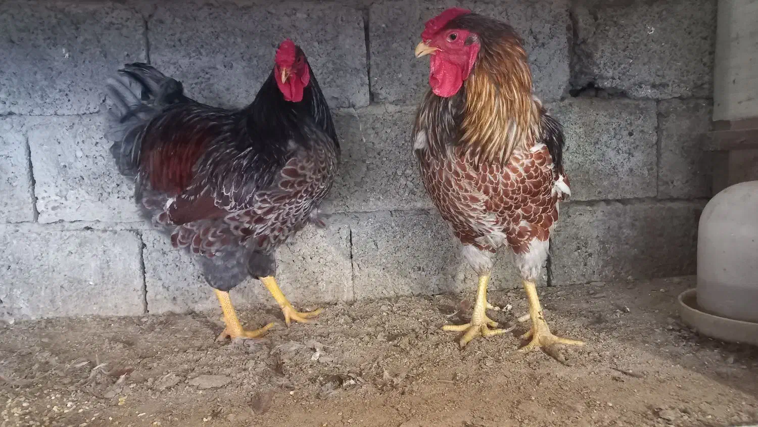 ویاندت بلو رد و اورنج|حیوانات مزرعه|بابل, |دیوار