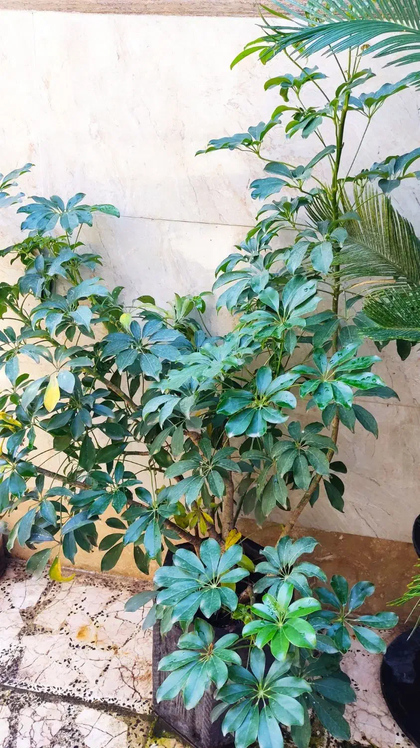 گل های زینتی|گل و گیاه طبیعی|رضوانشهر, |دیوار