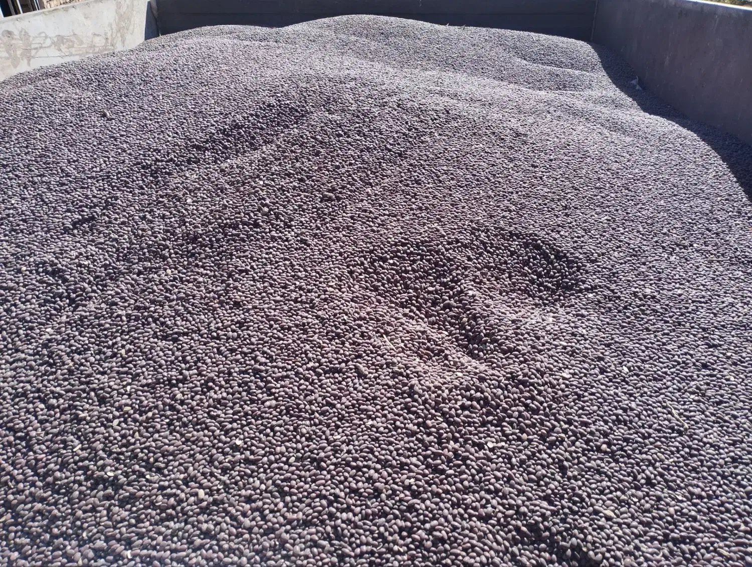 لوبیا قرمز بوجاری نشده|عمدهفروشی|بزینه رود, |دیوار