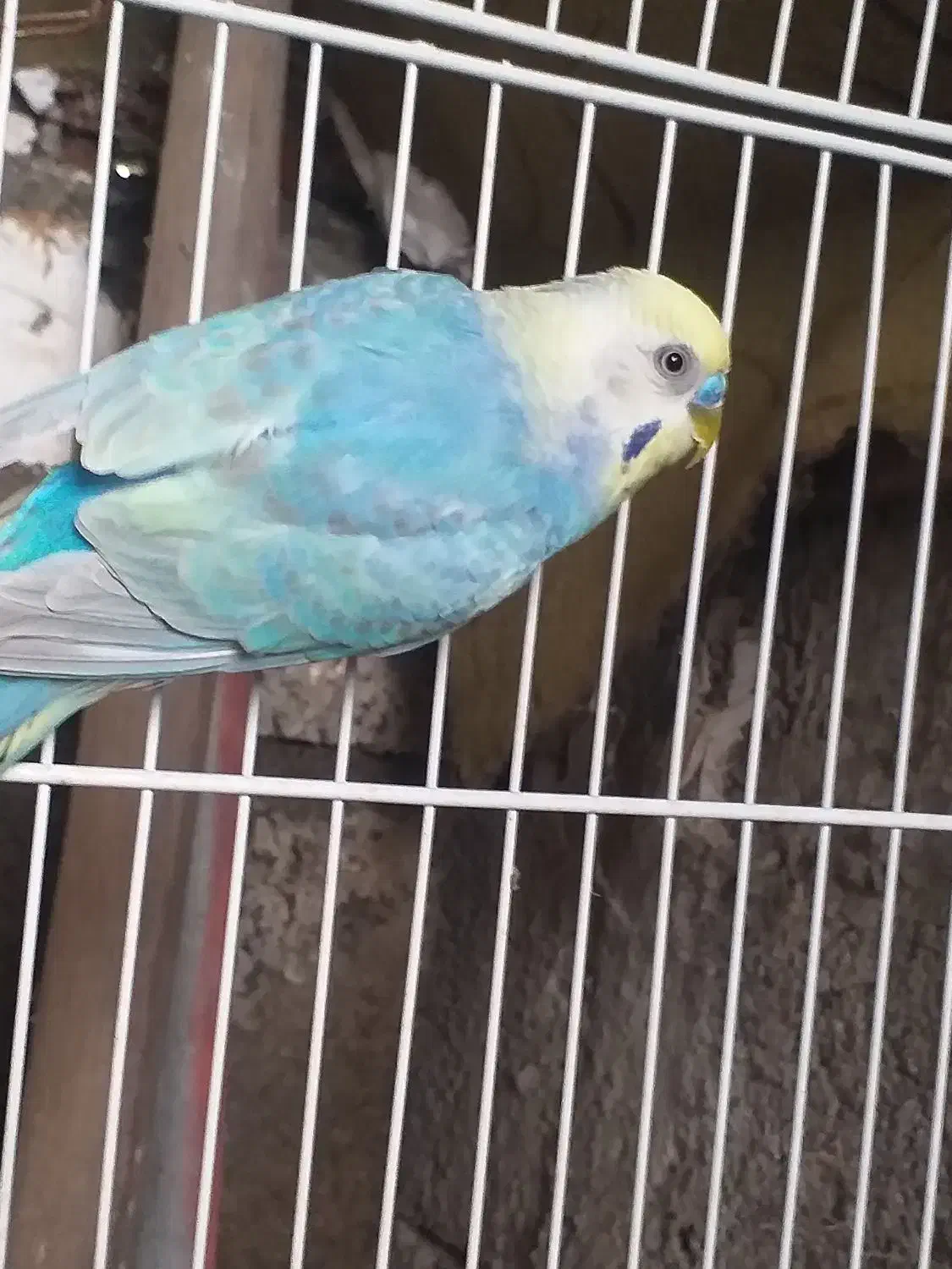 جفت  مرغ عشق رینبو(رنگین کمانی)|پرنده|لاهیجان, کوی استادان|دیوار