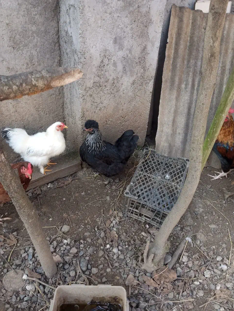 سه عدد مرغ تزئینی|حیوانات مزرعه|شلمان, |دیوار