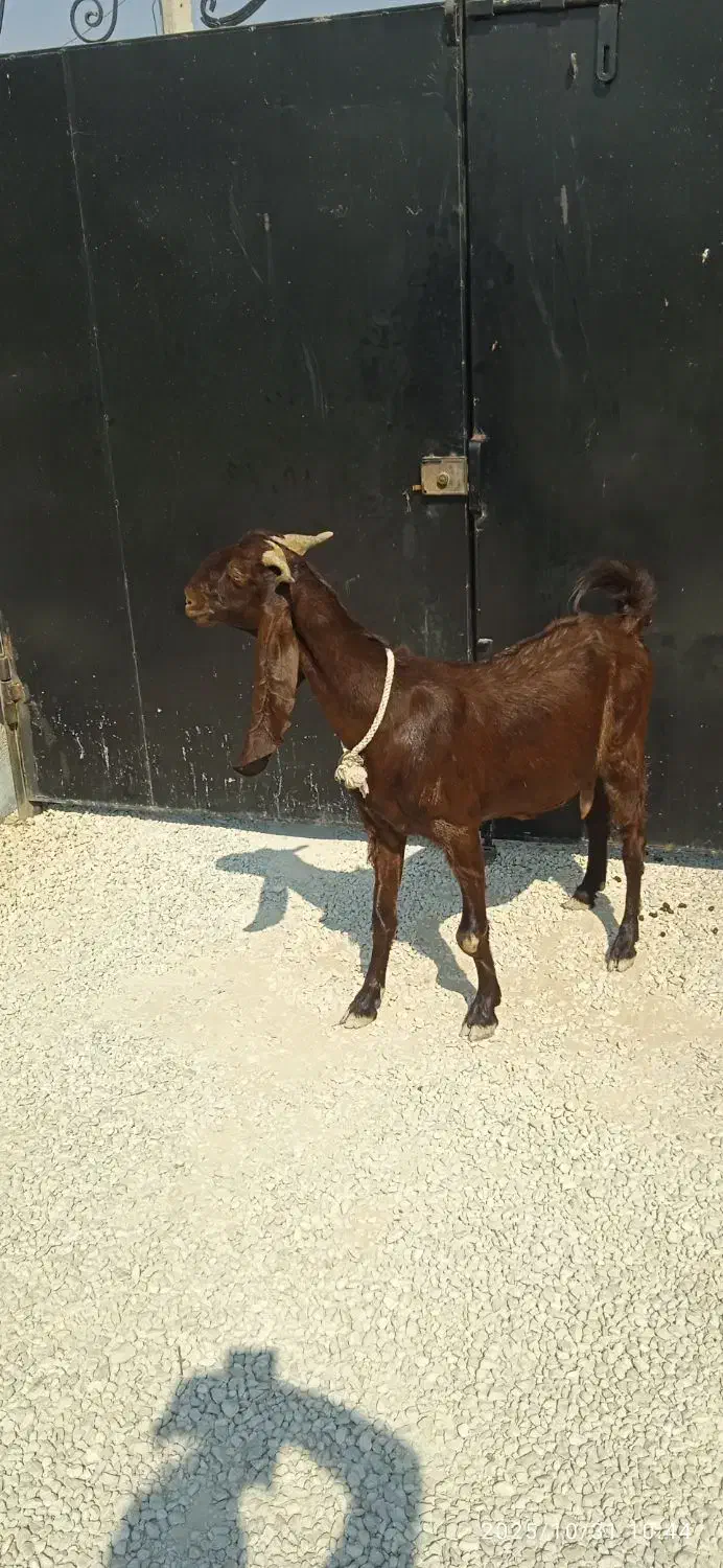 بز وکهره|حیوانات مزرعه|اهرم, |دیوار