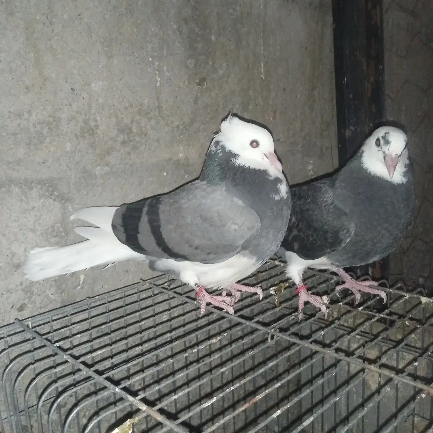 کبوتر|پرنده|میناب, |دیوار