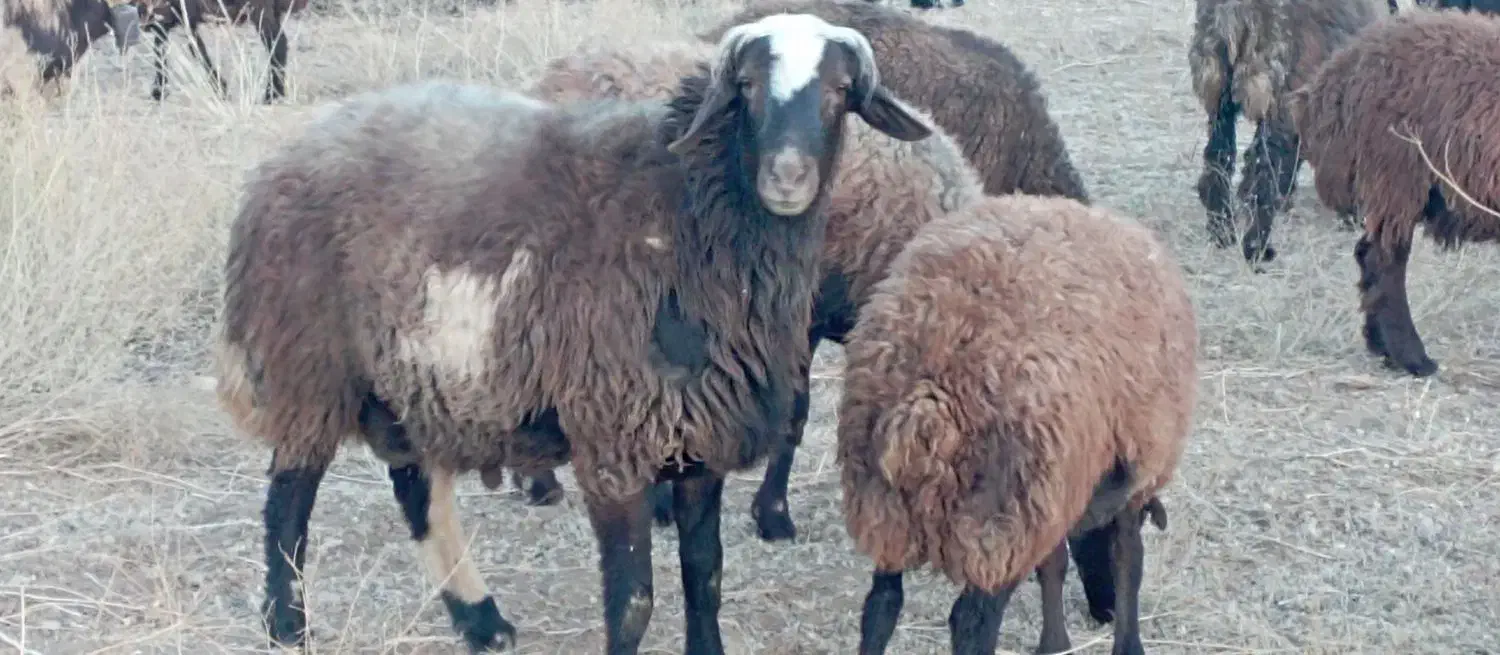 قوچ|حیوانات مزرعه|فریدونشهر, |دیوار