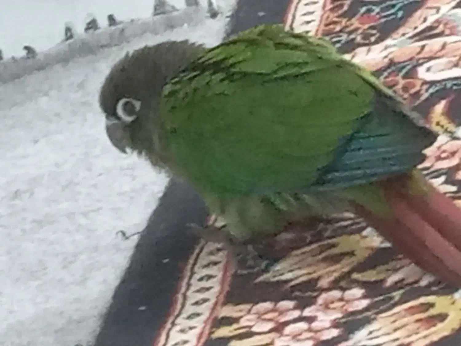 گمشده طوطی،گرینچیک|حیوانات|امیدیه, |دیوار