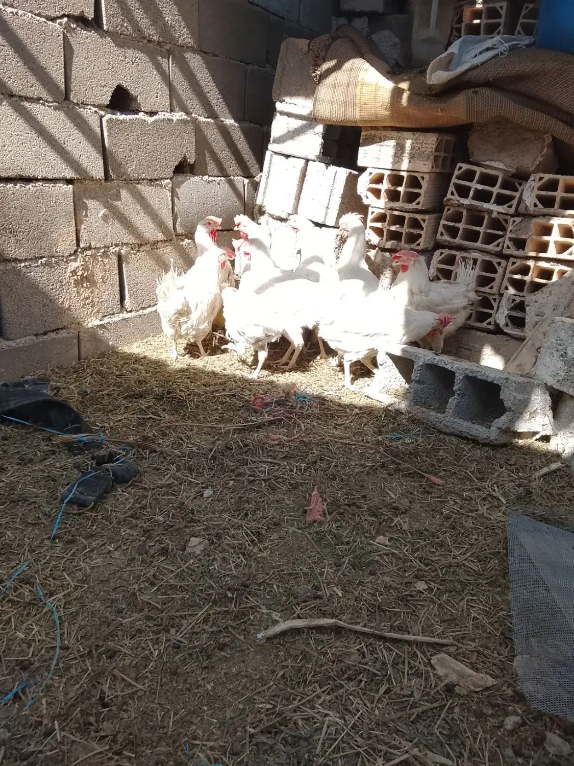 مرغ سر بری|حیوانات مزرعه|جوادآباد, |دیوار