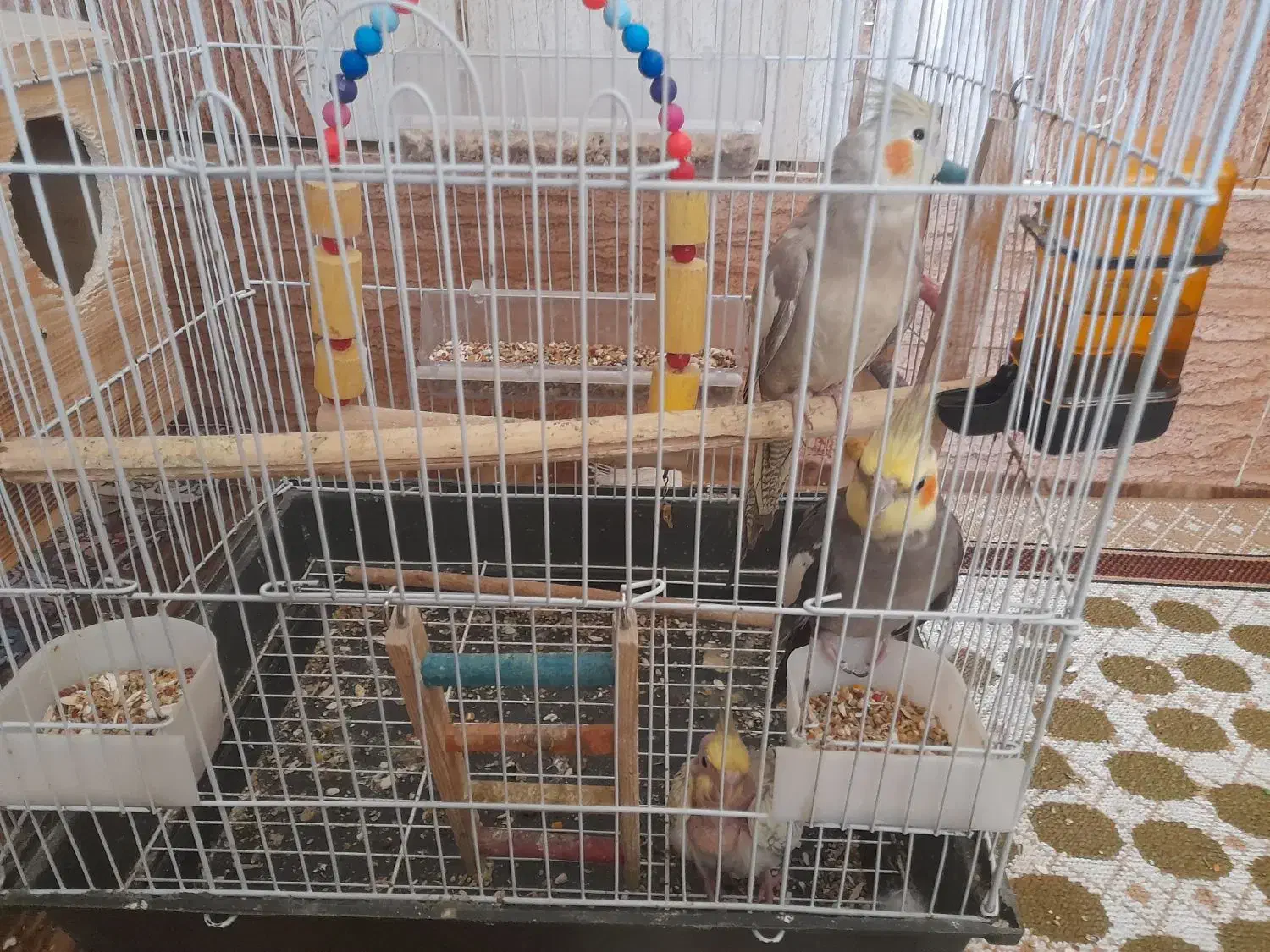 عروس هلندی|پرنده|میناب, |دیوار