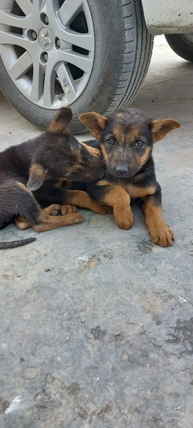 واگذاری سگ|سگ|کرمانشاه, |دیوار