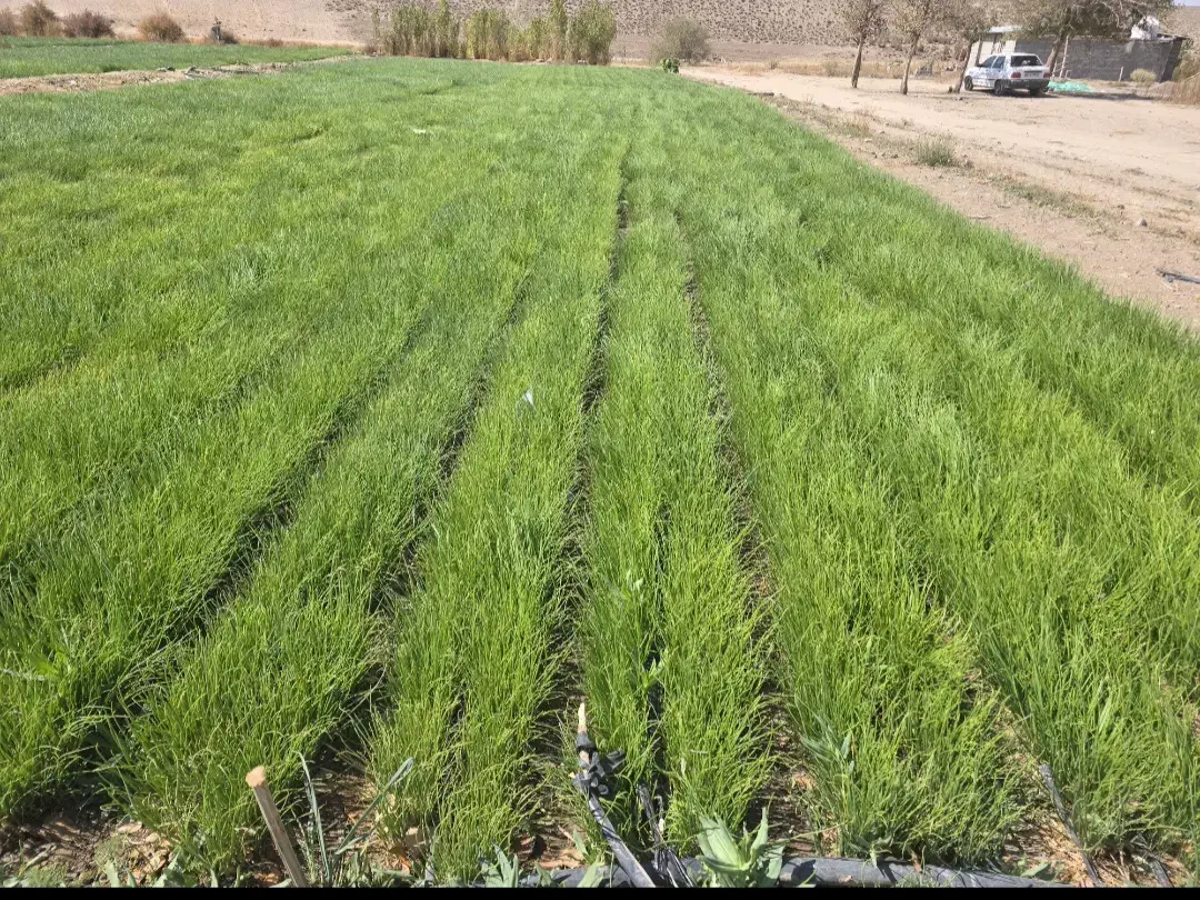 نهال پیاز مینروا|گل و گیاه طبیعی|درب بهشت, |دیوار