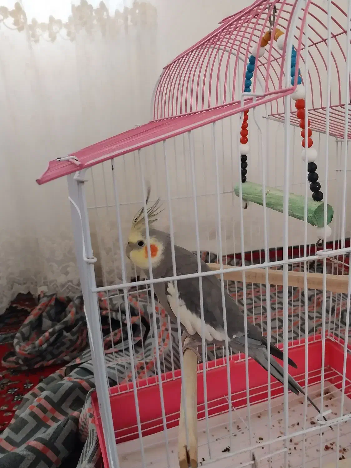 سالم سخنگو|پرنده|خشکبیجار, |دیوار