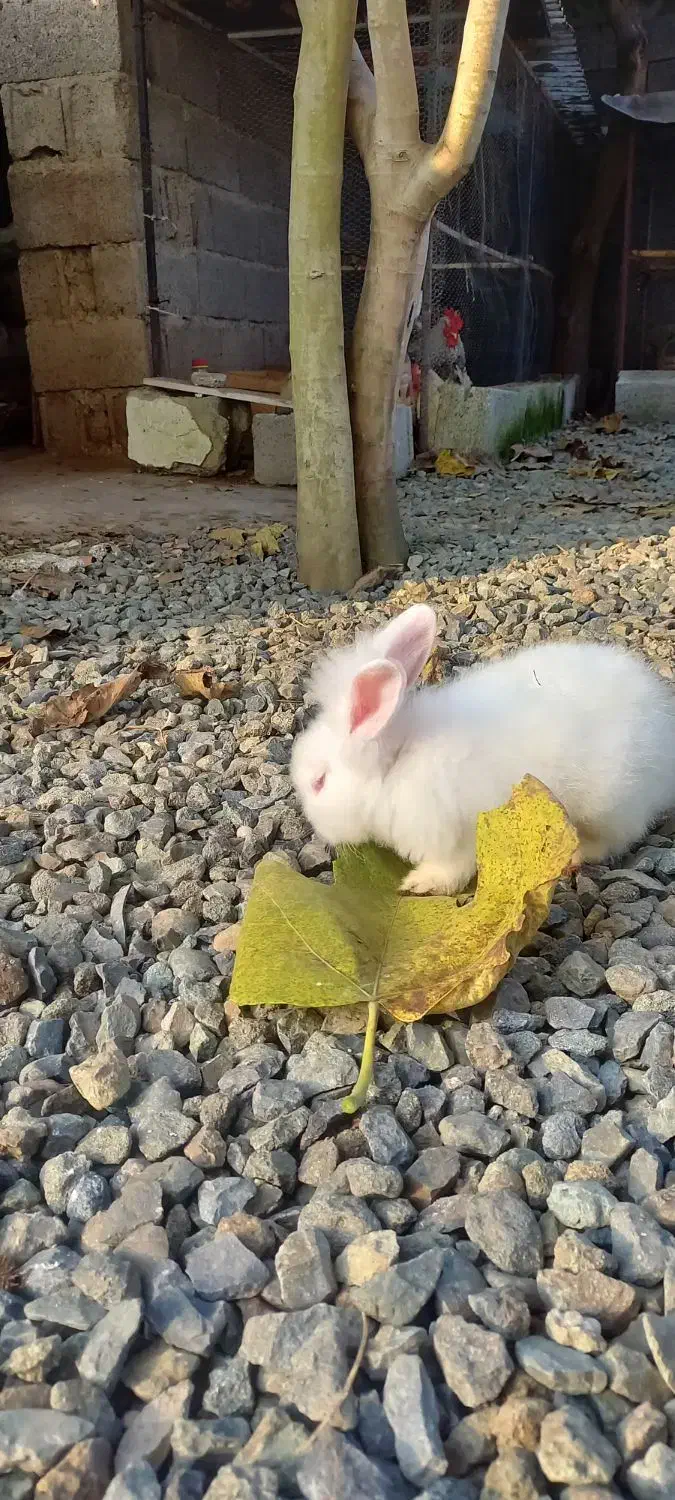 حیوانات خانگی|موش و خرگوش|رودسر, |دیوار