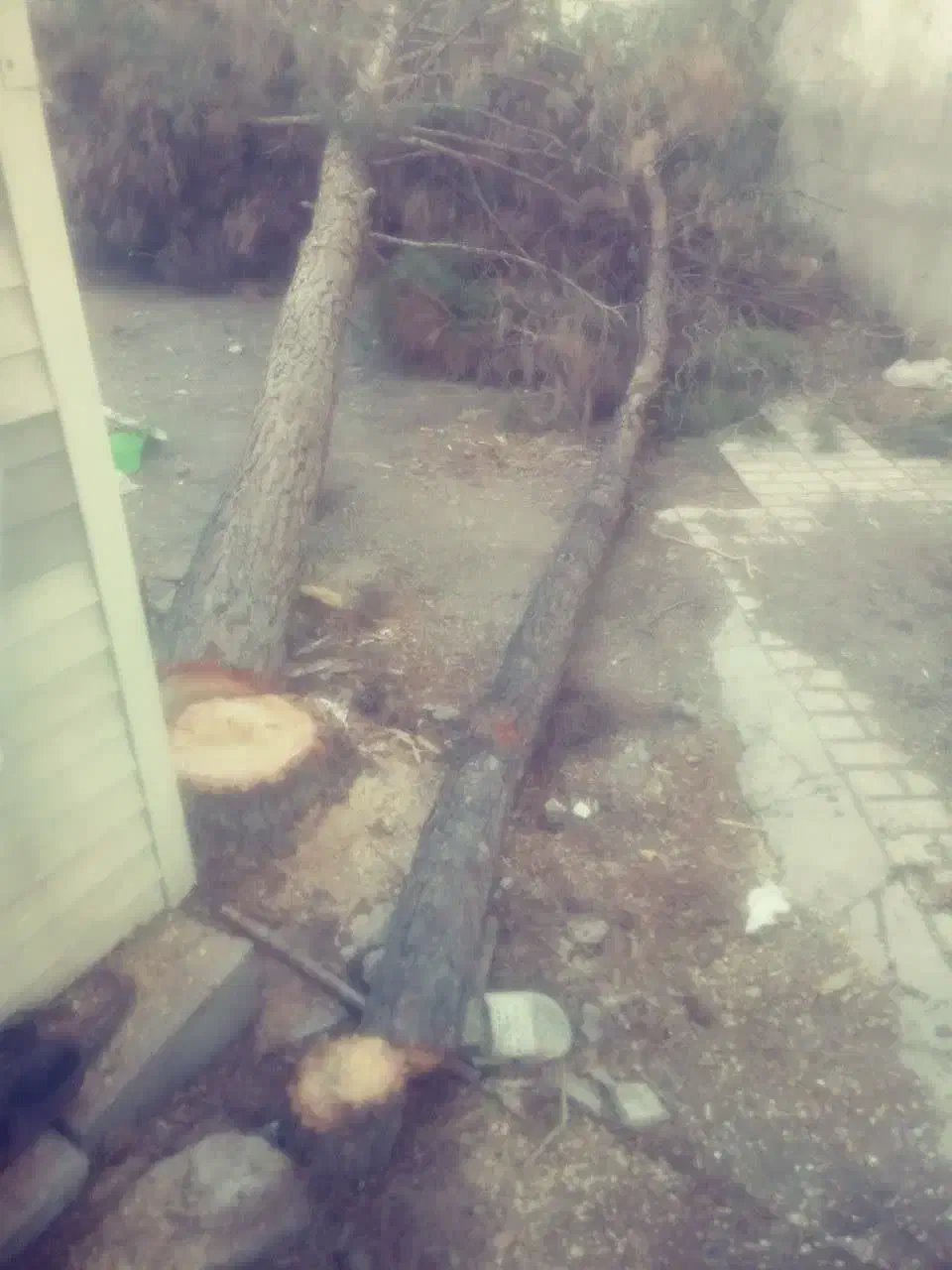 خریدفروش چوب قطع وبرش درخت هرس کاری|خدمات باغبانی و درختکاری|مشهد, توس (بلوار توس)|دیوار