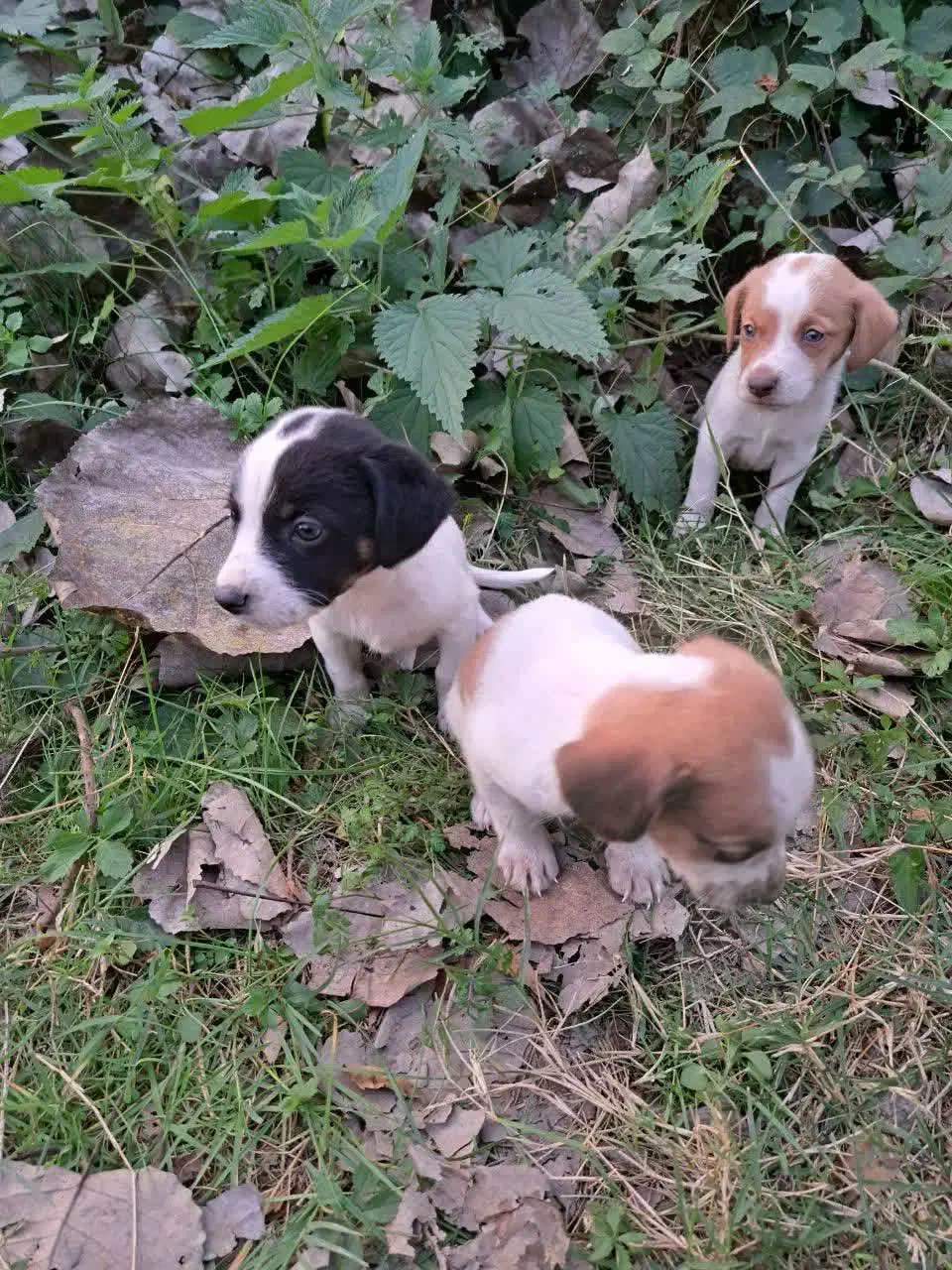 واگذاری۳ توله سگ نر|سگ|لولمان, |دیوار