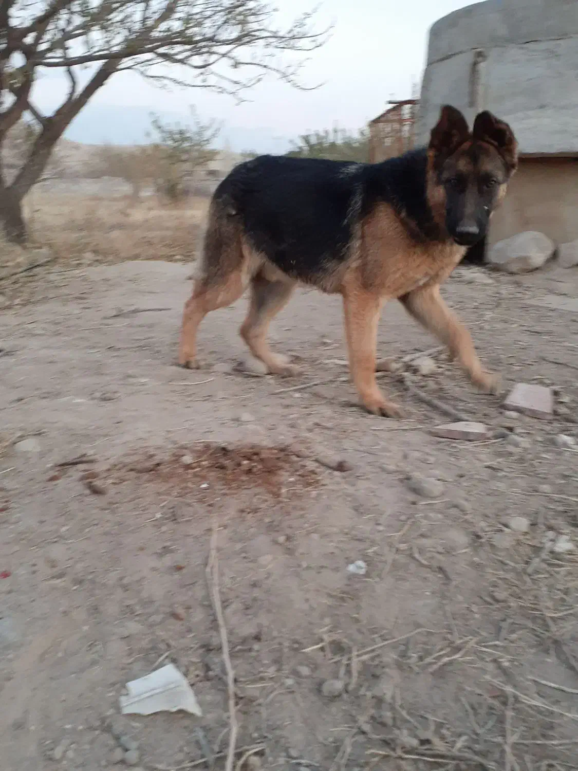 سگ ژرمن شیپرد اصیل|سگ|تبریز, |دیوار