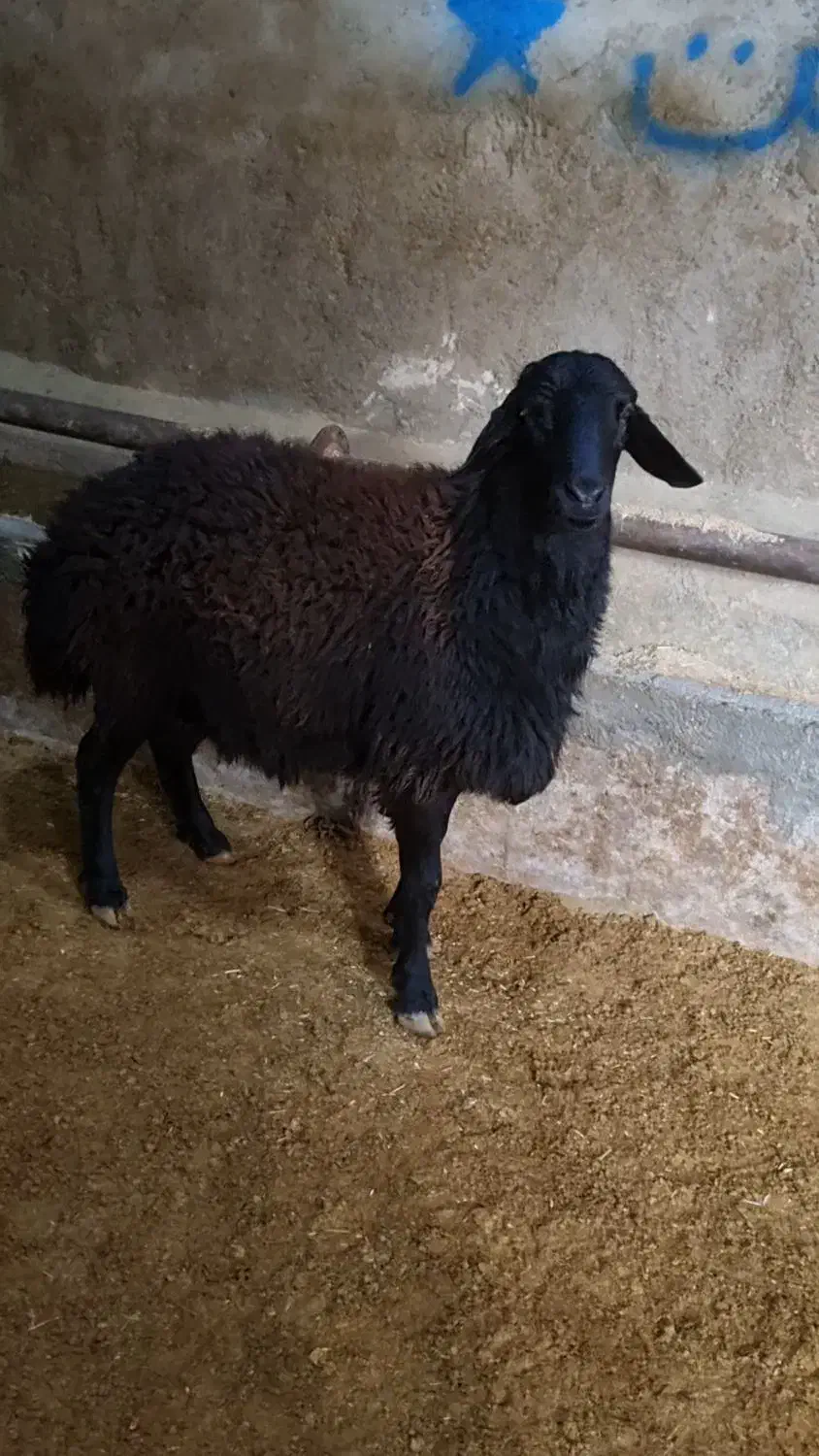 بره قوچ قرع قیزیل|حیوانات مزرعه|بزینه رود, |دیوار