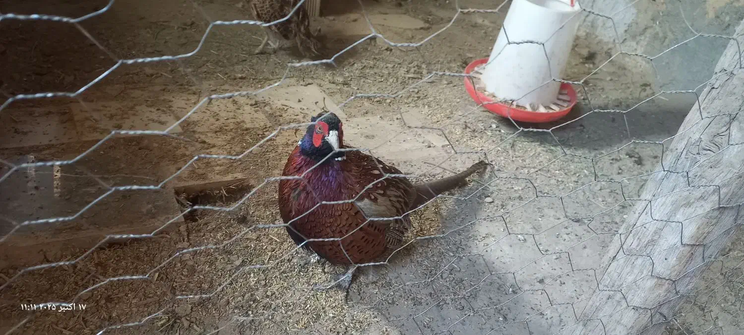 پرنده|حیوانات مزرعه|بن, |دیوار