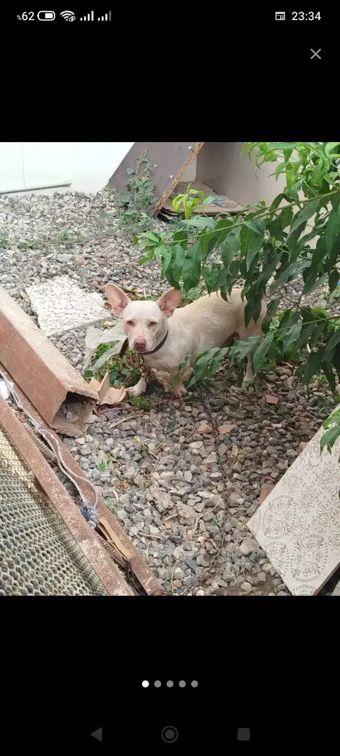 سگ پاکوتاه فروشی|سگ|فاضل آباد, |دیوار