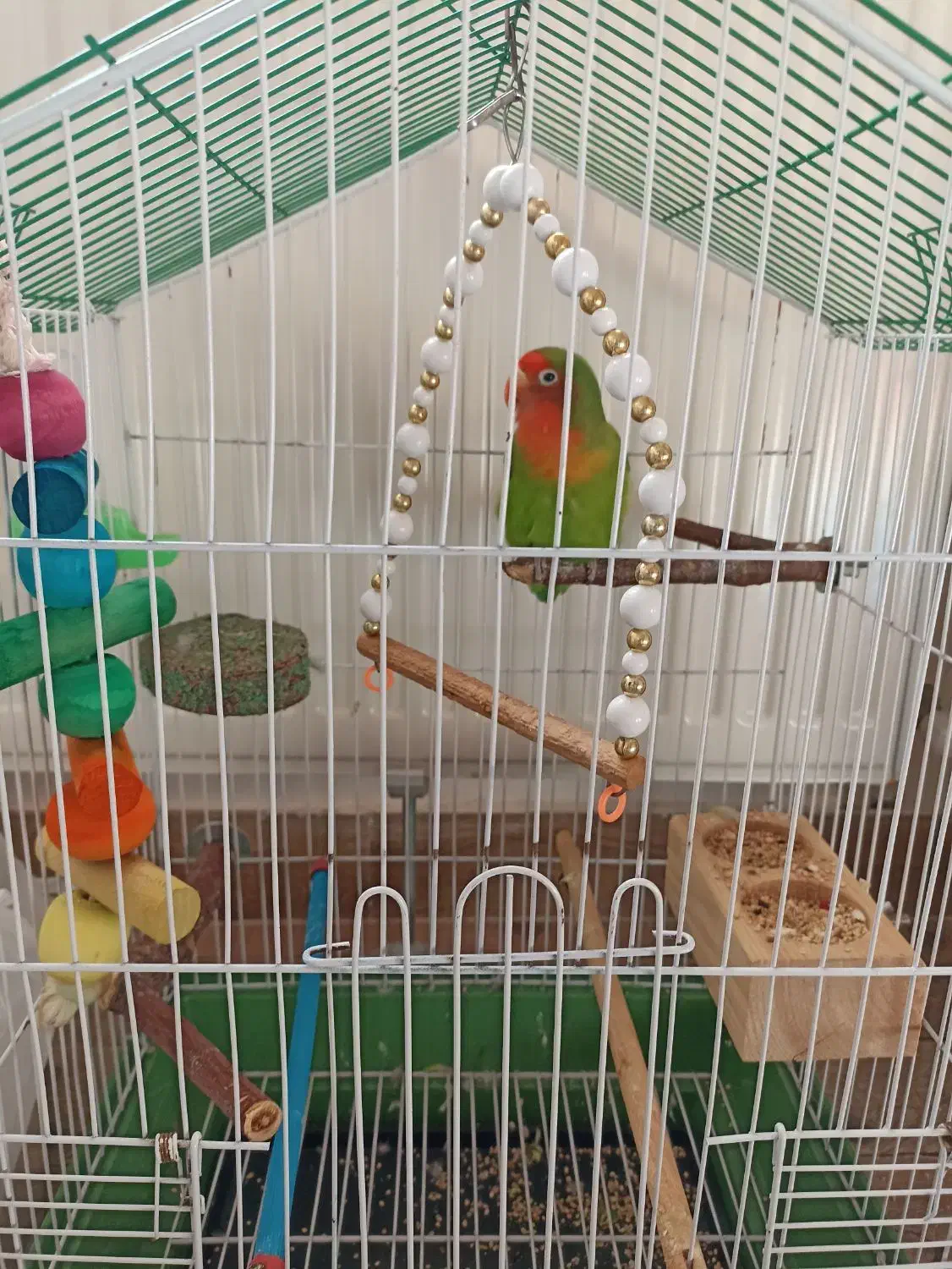 پرنده طوطی|پرنده|رشت, یخسازی|دیوار