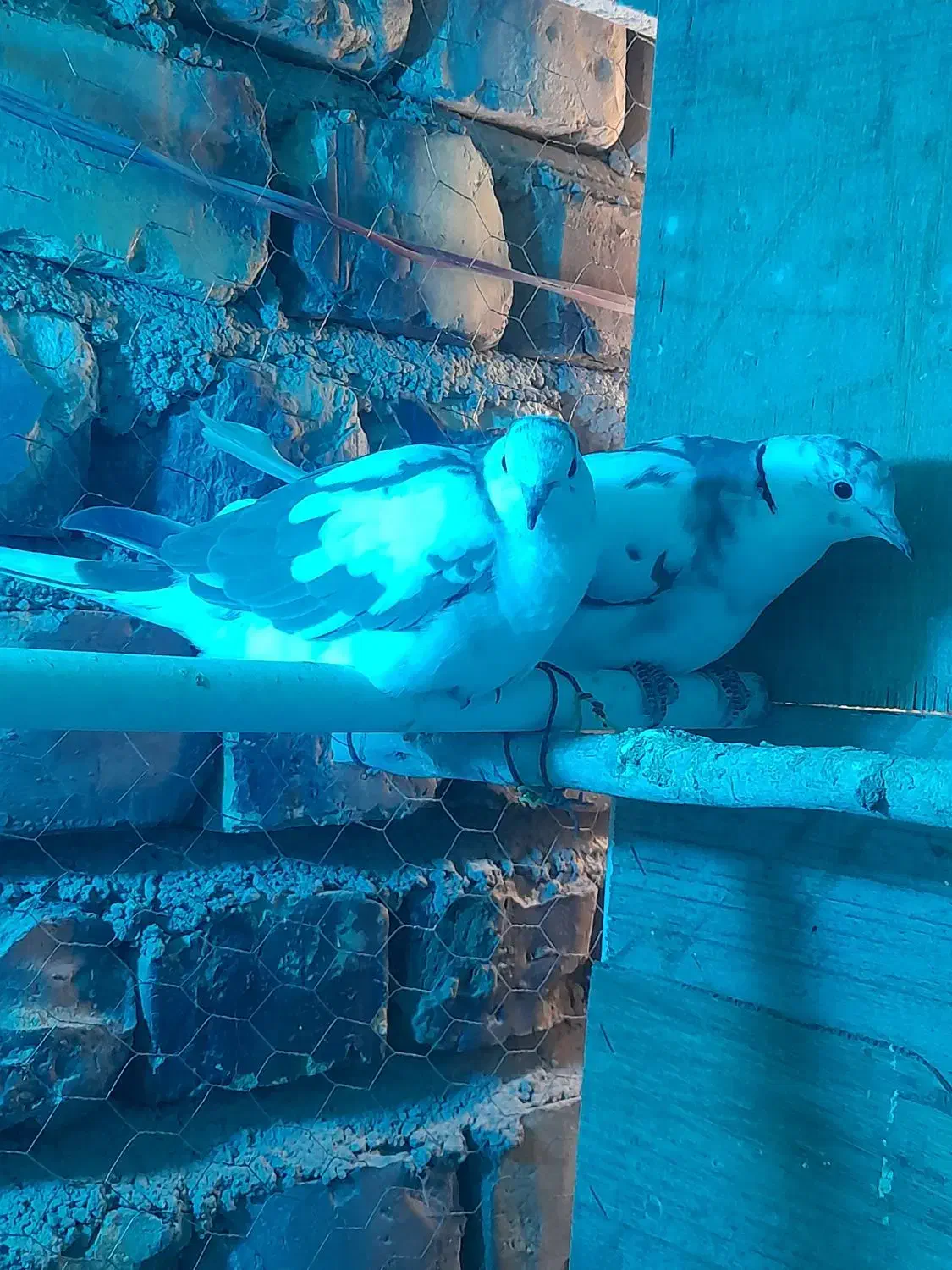 کبوترخانگی|پرنده|زابل, |دیوار