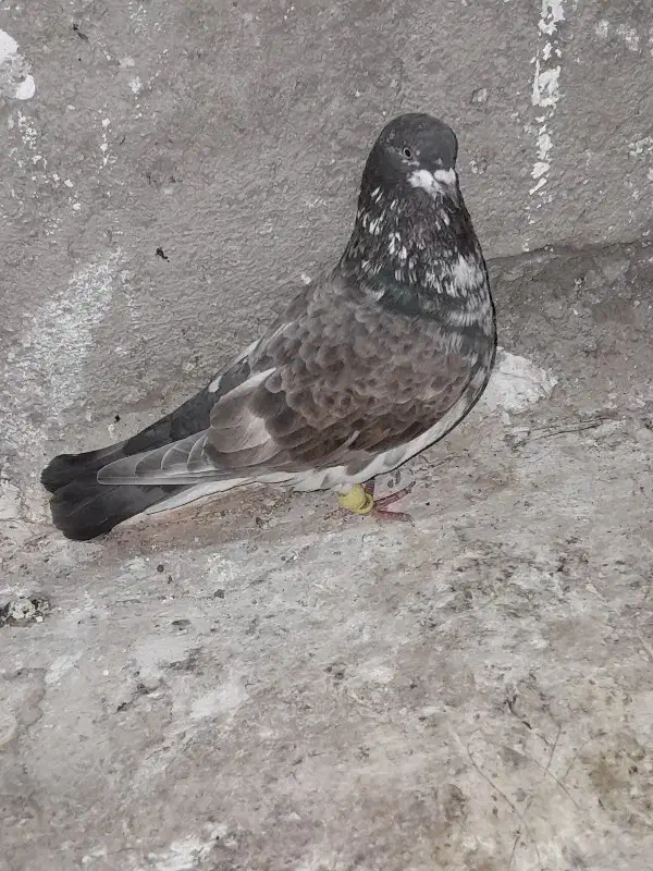 ۵۵۰|پرنده|شیروان (خراسان), |دیوار