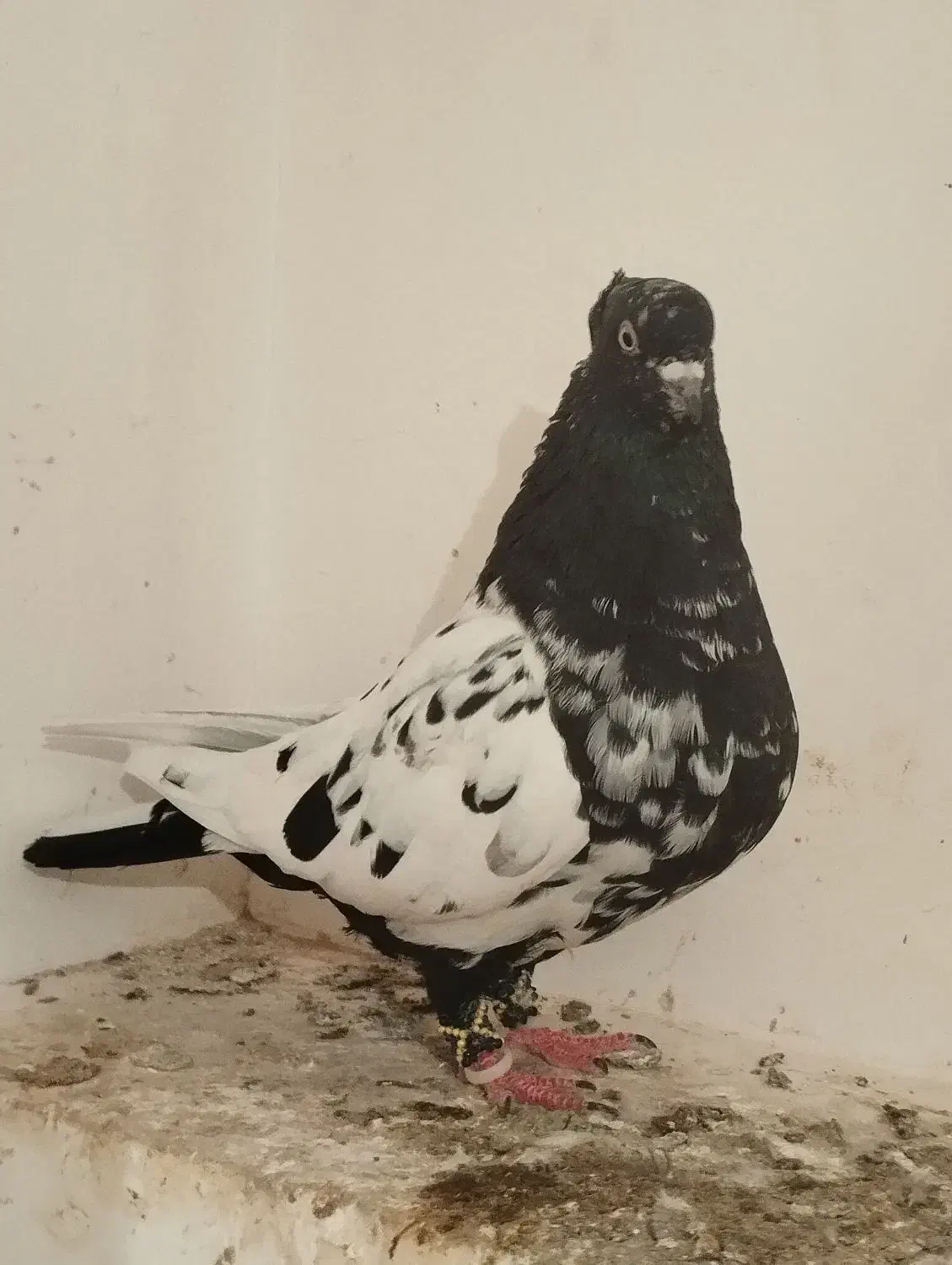 چهار عددکفترپرشی عالی|پرنده|مشهد, نوده|دیوار