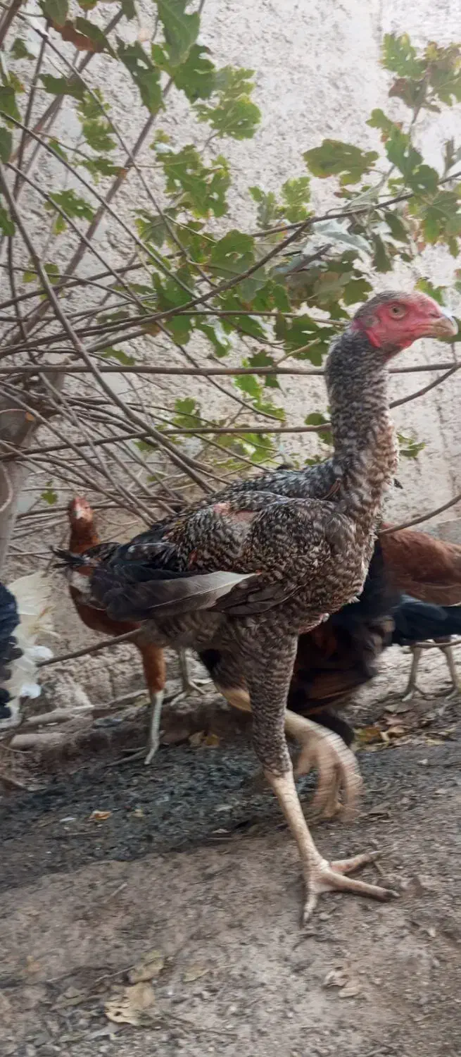 خروس لاری|حیوانات مزرعه|شبانکاره, |دیوار