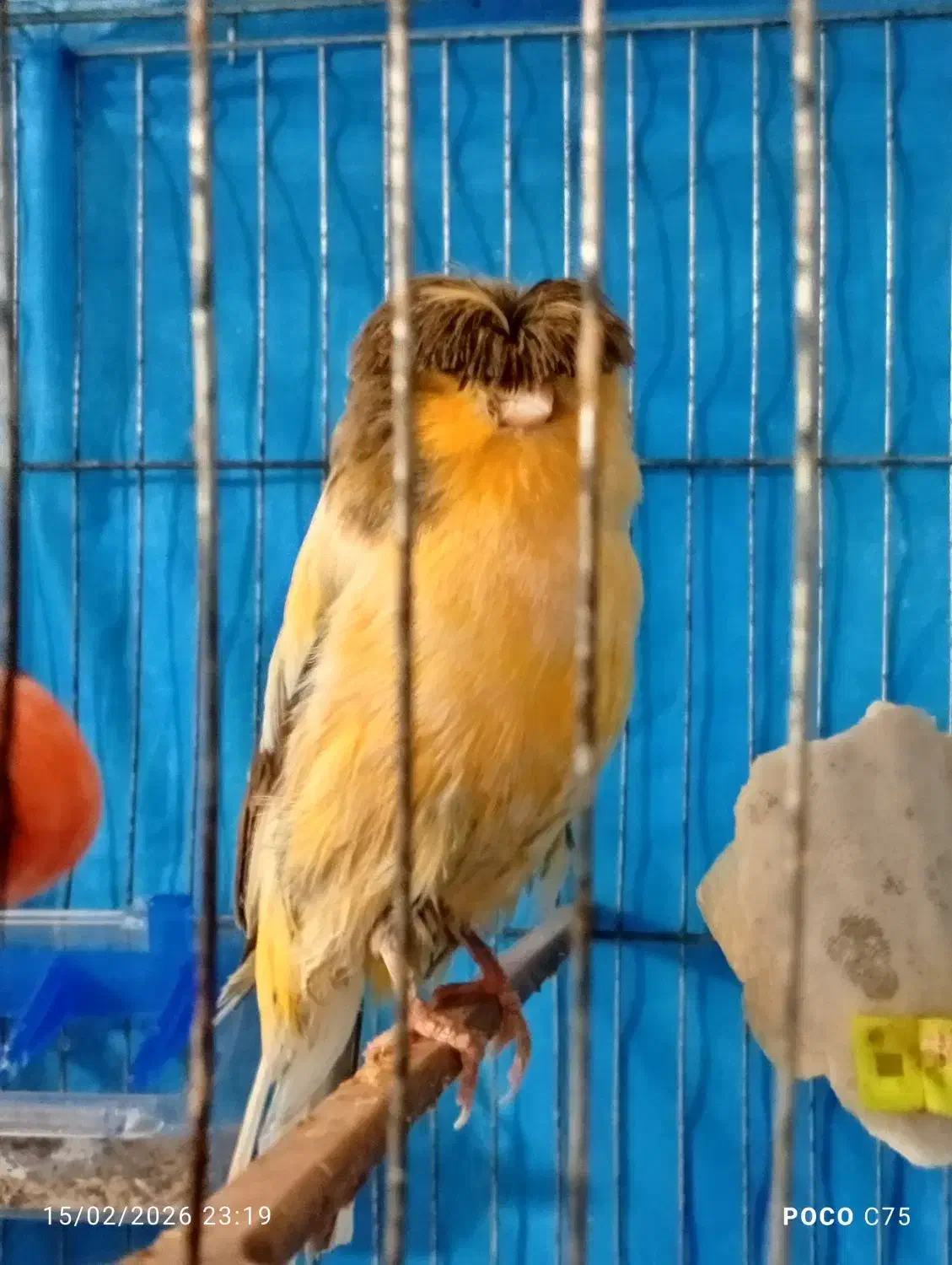 قناری|پرنده|گنبد کاووس, |دیوار