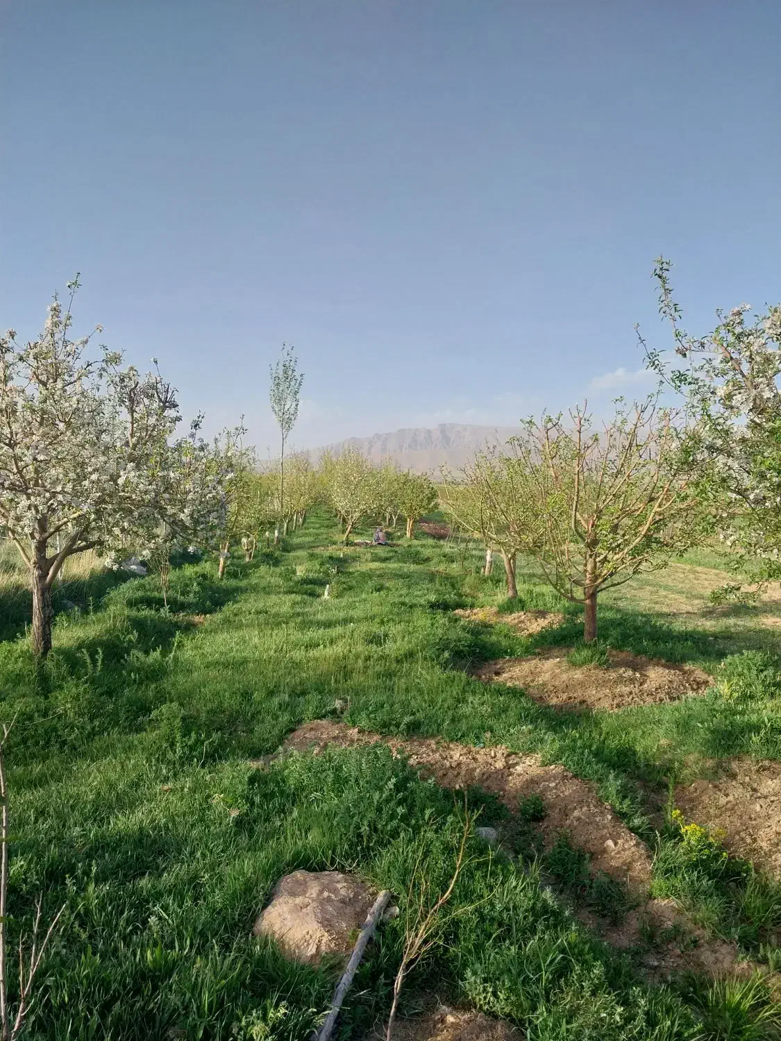 باغ سیب|فروش زمین و ملک کلنگی|بلداجی, |دیوار