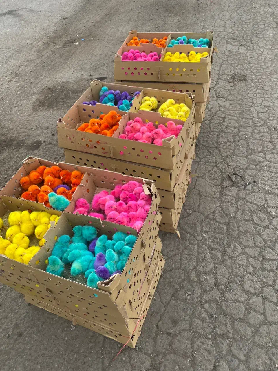 جوجه رنگی ارسال از قم|حیوانات مزرعه|خرمآباد, |دیوار