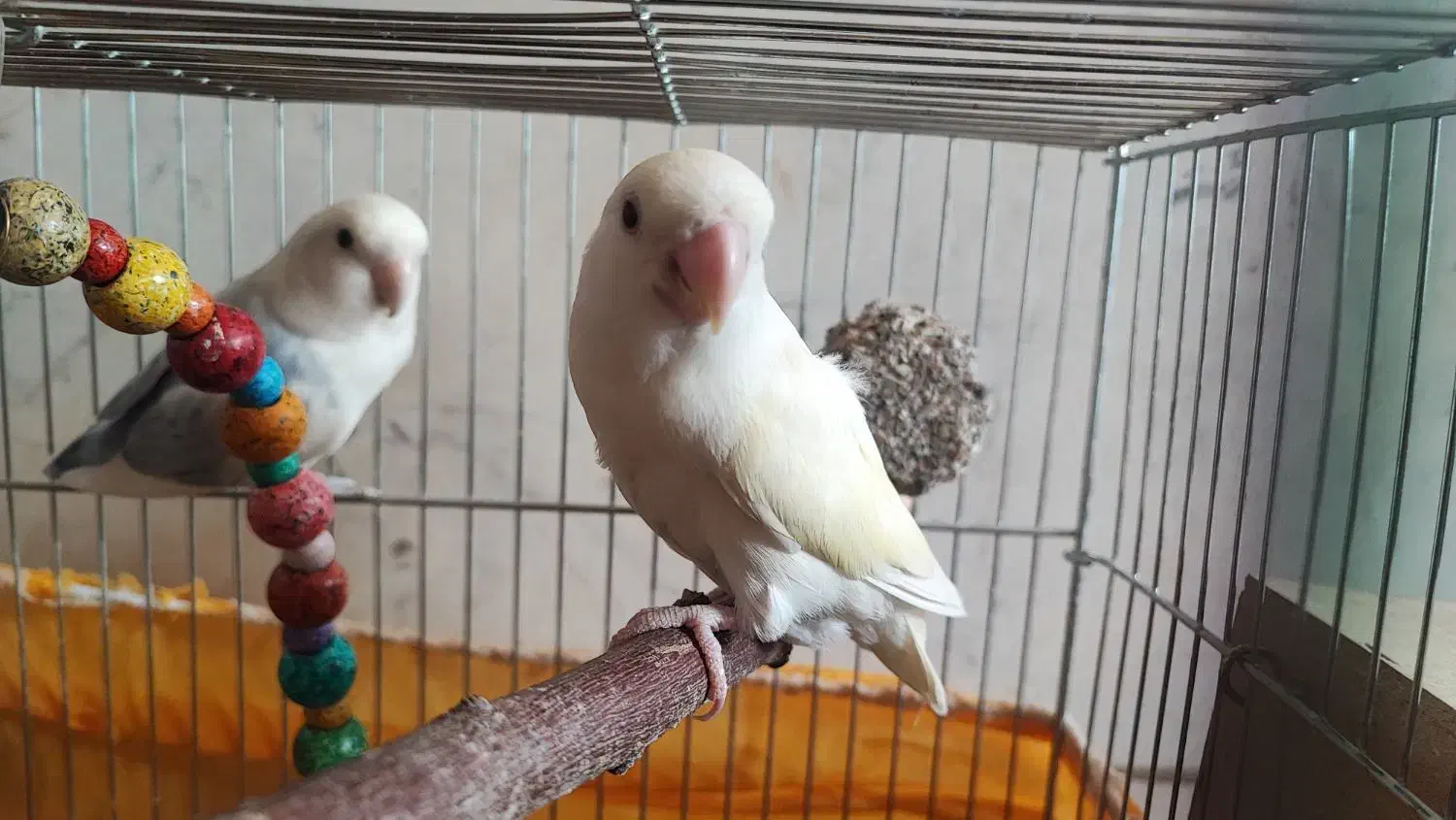 طوطی کوتوله برزیلی جفت رو تخم|پرنده|نجف‌آباد, یزدانشهر|دیوار