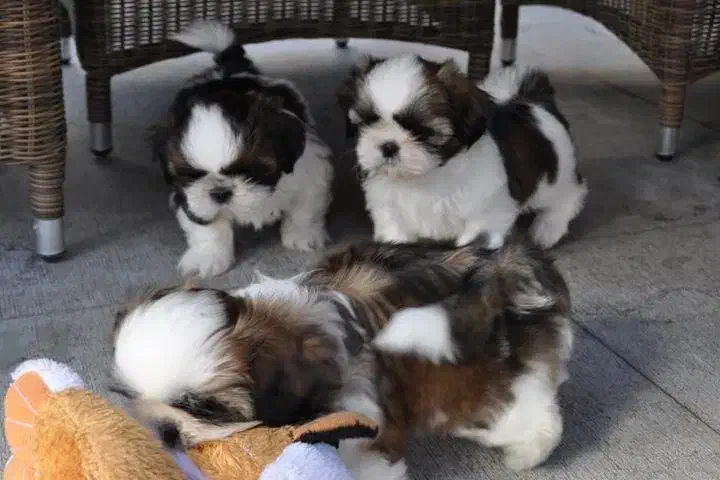 شیتزو سوپرفلت تیپ اروپایی فلت|سگ|کرج, کیانمهر|دیوار